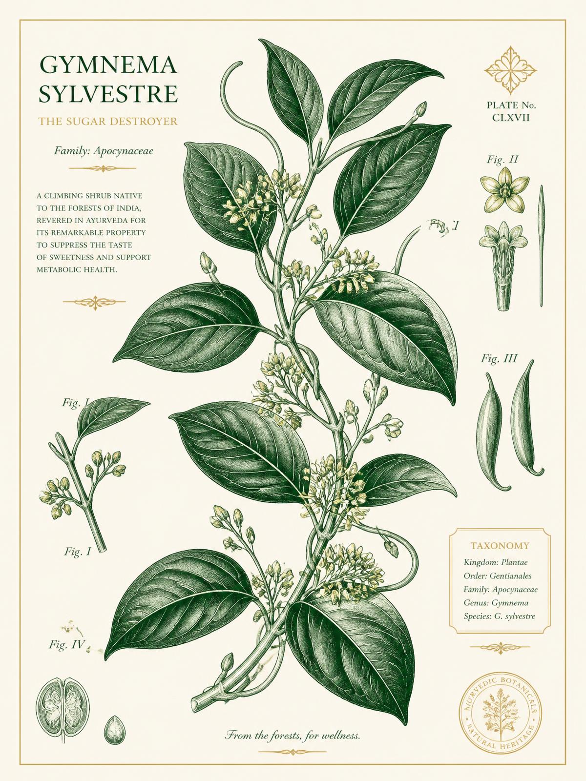 Gymnema Sylvestre